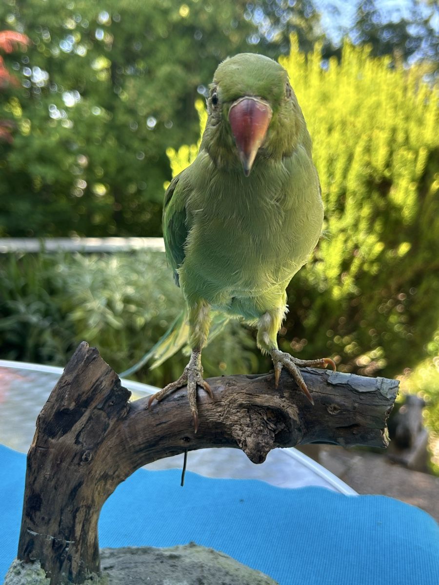 Welt der Tiere: Ausgestopfter Vogel Halsbandsittich – Gebraucht aus Langnau am Albis von Nechi 1