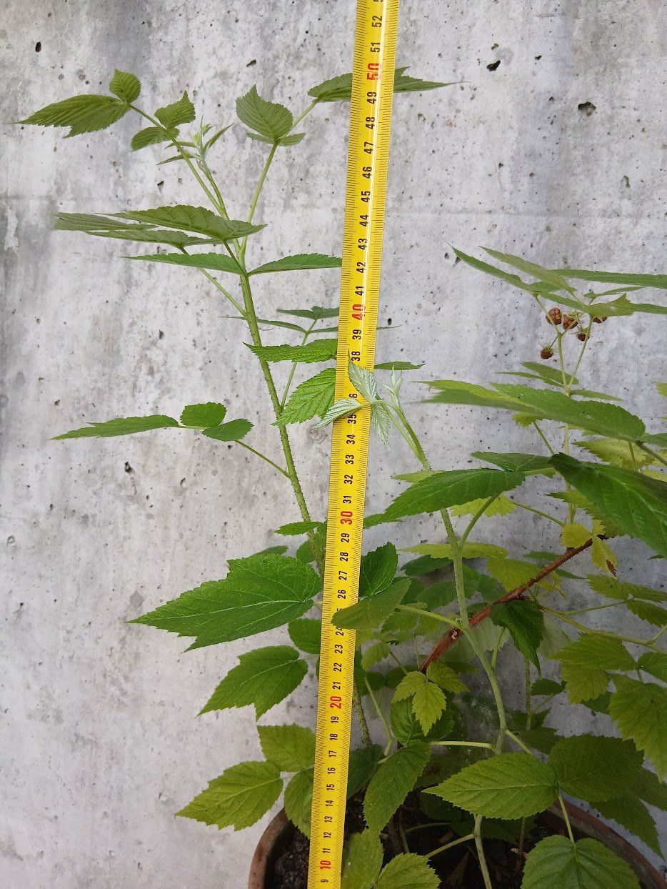 Pflanzen & Samen: Himbeeren Strauch, Süsse Sorte – Gebraucht aus Dübendorf von Fip05 3