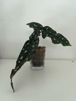Begonia maculata 