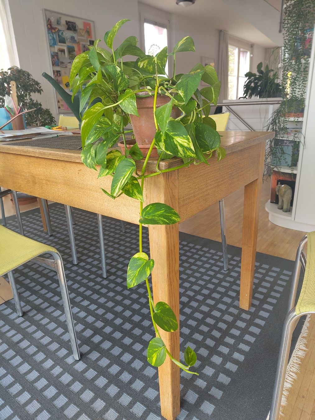 Plantes & graines: Hängepflanze – D'occasion à Grosshöchstetten par Alisma 1