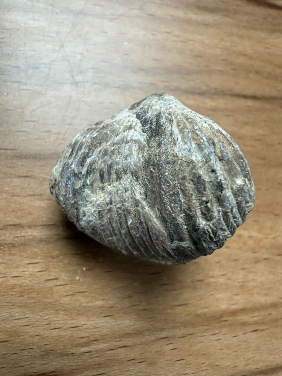 Fossili: fossiler Brachiopode – Usato da Grenchen venduto da Bastet007 3