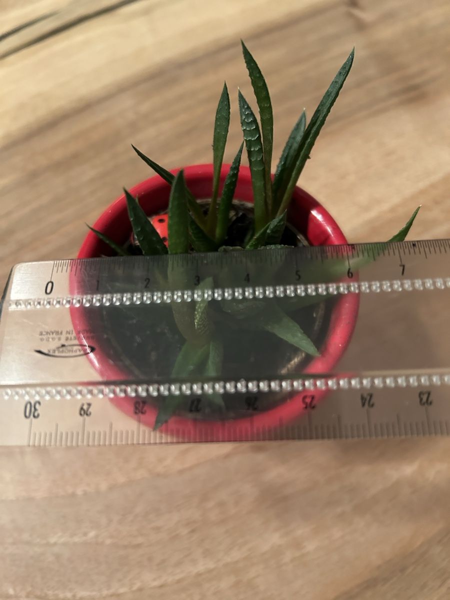Piante & sementi: Sukkulente Haworthia inkl Blumentopf – Usato da Zürich venduto da keinweiss 2