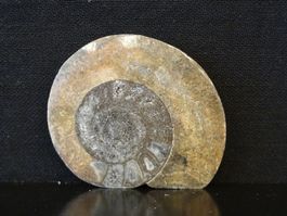 Versteinerter Fisch Fossil GONIATIT MAROKKO