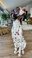 Lebensgrosse Porzellan-Hundefigur Pointer – 88 cm