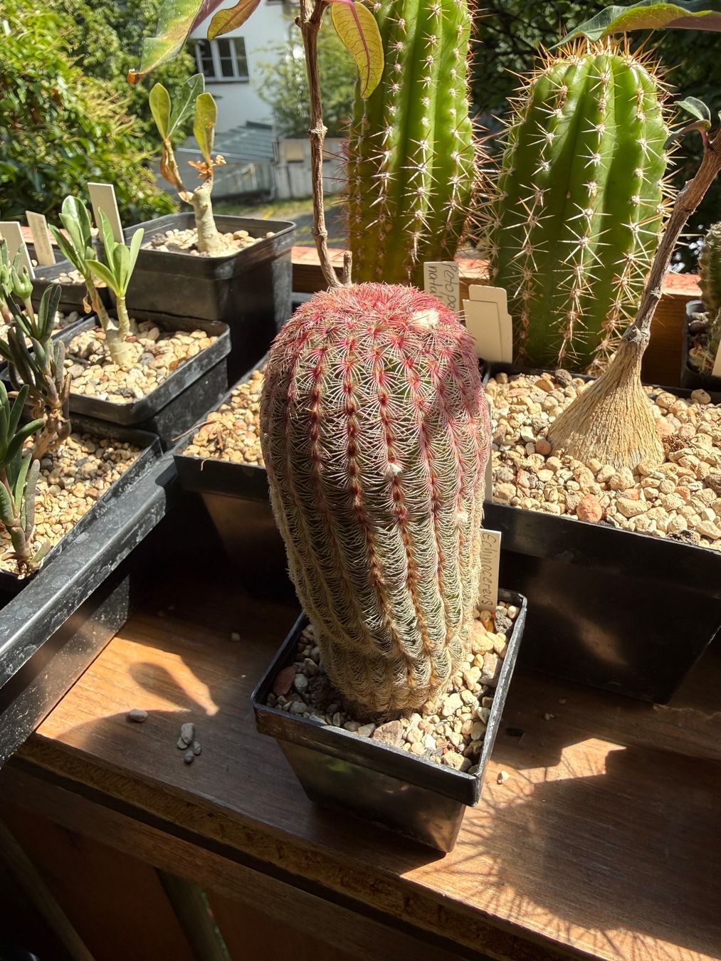 Pflanzen & Samen: Echinocereus rigidissimus – Gebraucht aus Rorbas von SimS0n 4