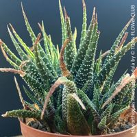 Haworthiopsis Attenuata Radula - 100% Bio-Pflanze