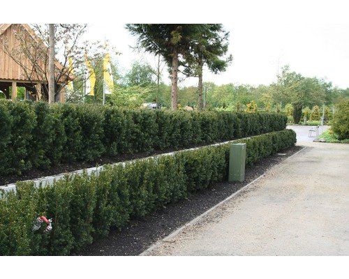 Piante & sementi: Taxus baccata Eibe 80 -100cm Höch – Usato da Sursee venduto da pflugshaupt01 1