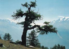 Alte Lärche im Wallis Motto : Nicht nachlassen gewint  1986