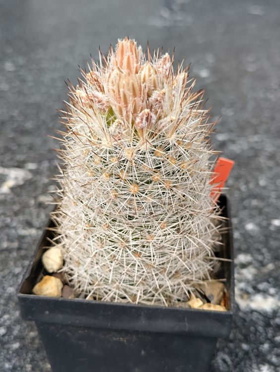 100 Samen Winterharte Kakteen - Seltene Exotische Kaktus Samen Fr Zimmer,  Steingarten & Topf