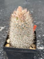 Kakteen, winterhart!! Escobaria organensis, Pflanze
