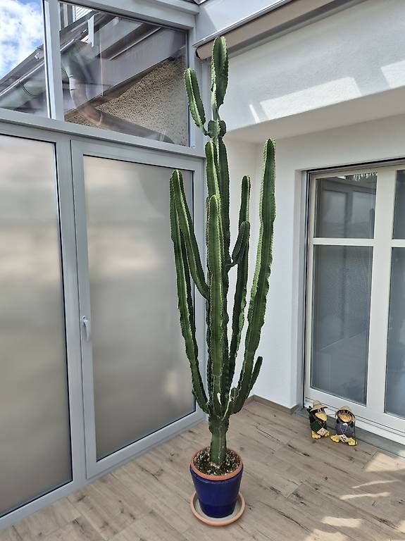 Piante & sementi: Euphorbia Kaktus Wolfsmilch 250cm – Usato da Oberrohrdorf venduto da dd_01 1