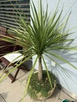 Cordyline australis (Keulenlilie / Palme) im Topf