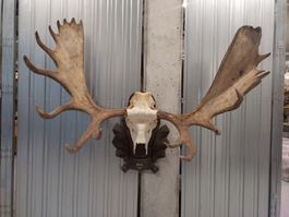 Grosser Elch Geweih Schädel Jagdtrophäe Deko Hirsch