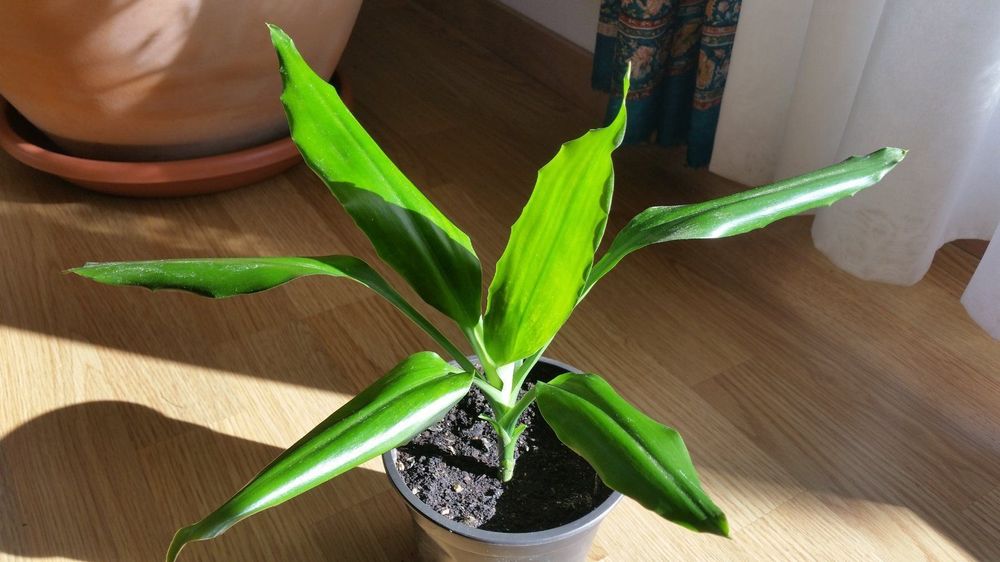42+ Duftender Drachenbaum Kaufen, Der duftende drachenbaum, dracaena
