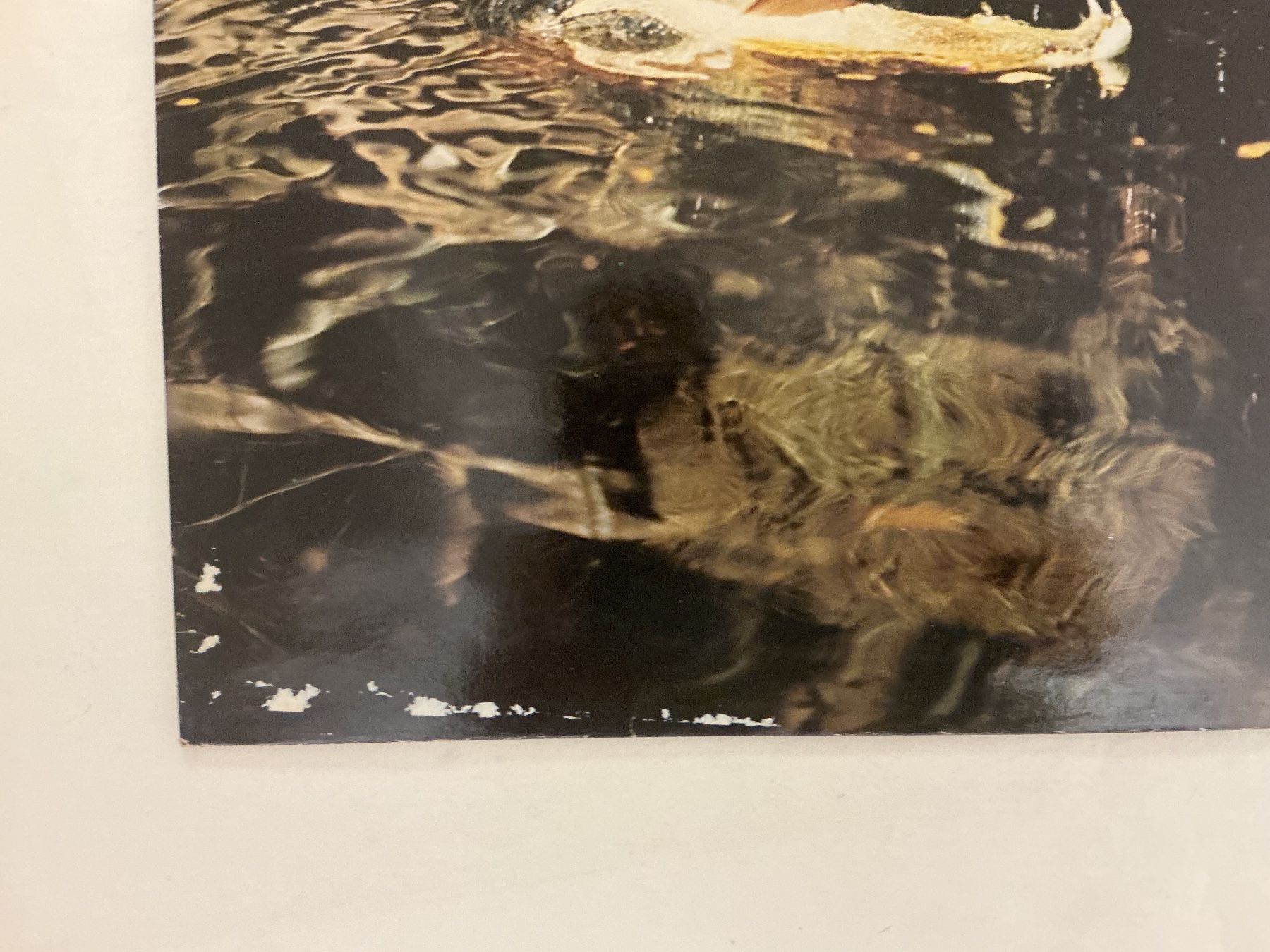 Vinyles: Kongas  LP – D'occasion à Winterthur par Tumko-Vinyl 1