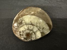 Fossil Schnecke - Ammonit - Versteinerung - Rarität!