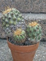 Kakteen, Pflanze, Copiapoa  (haseltoniana), Rarität