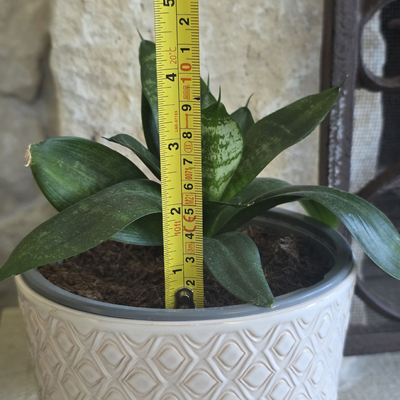 Piante & sementi: Sansevieria Pflanze im Topf – Usato da Rheinsulz venduto da Gilea 5