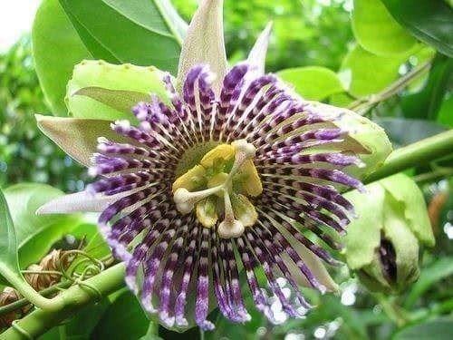 Pflanzen & Samen: Grenadine Sucre  PASSIFLORA LIGULARIS 5g – Neu (gemäss Beschreibung) aus Bremblens von FIBONACCI369 1