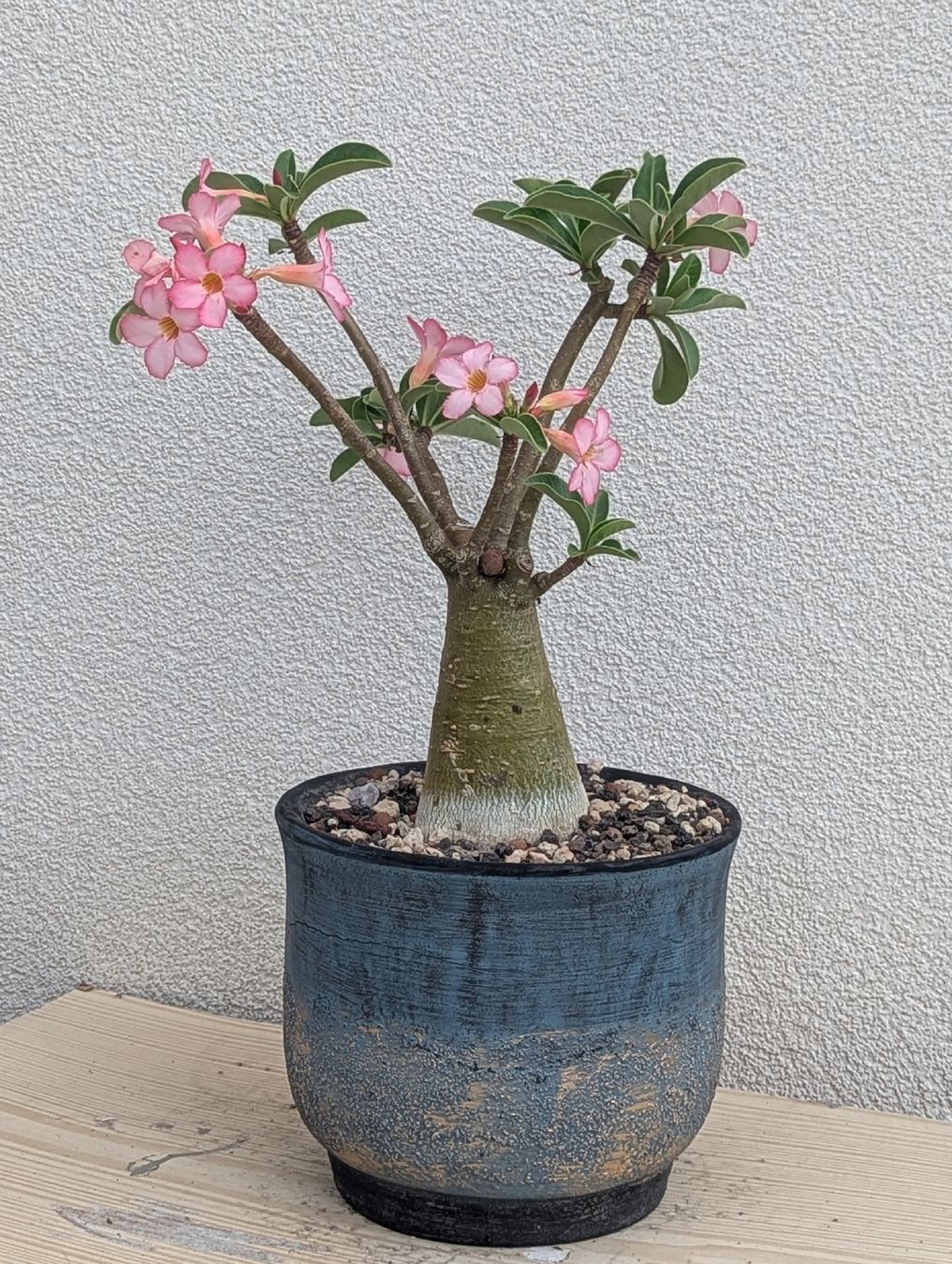 Plantes & graines: Adenium obesum  – D'occasion à Comano par che_8lc2 1