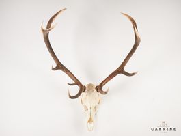 Hirsch Geweih Trophäe – Vintage Jagdtrophäe