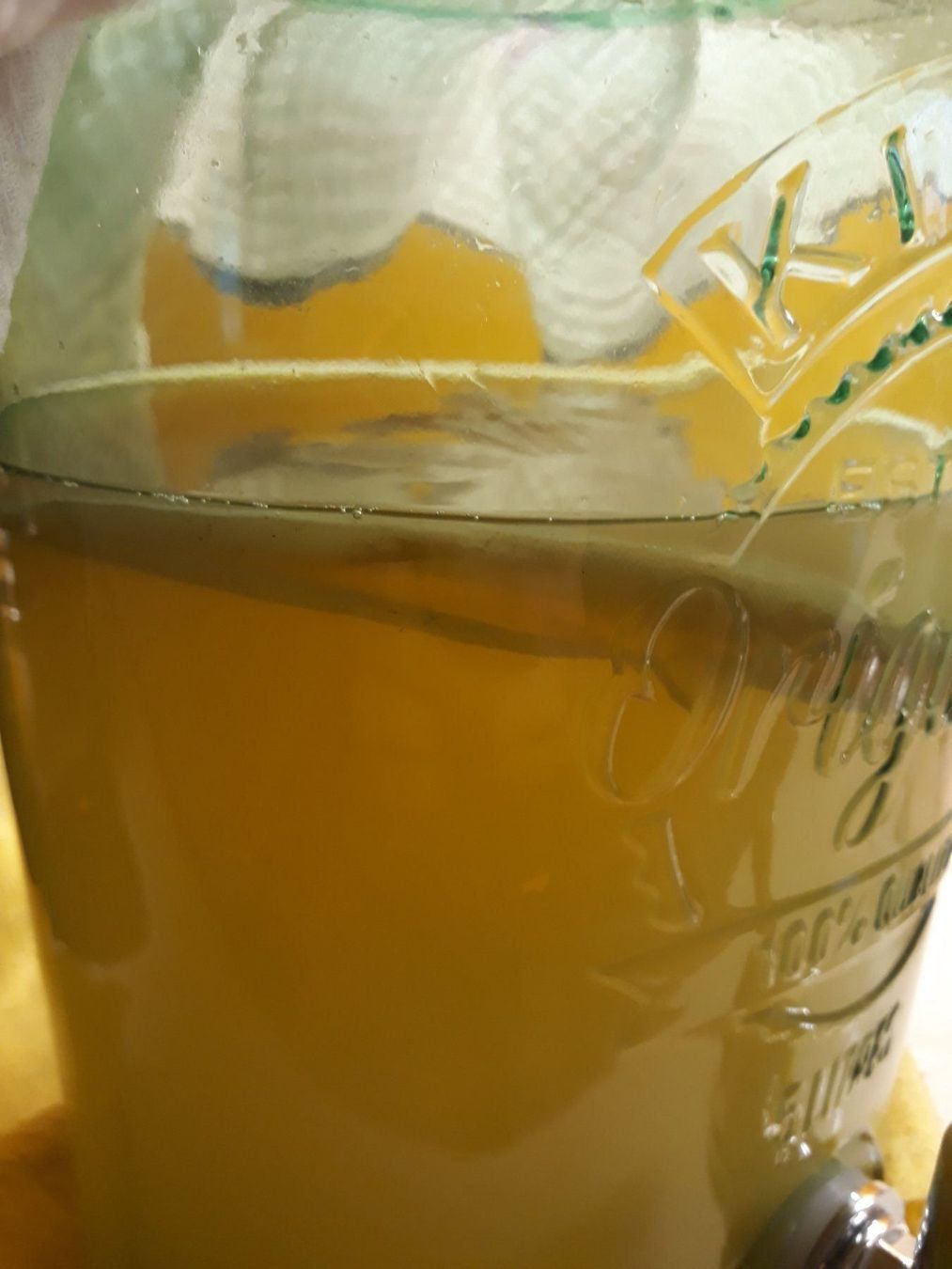 Lebensmittel & Spezialitäten: Kombucha-Pilz, Scoby. Mit Glas – Gebraucht aus Zürich von Gillheri 1