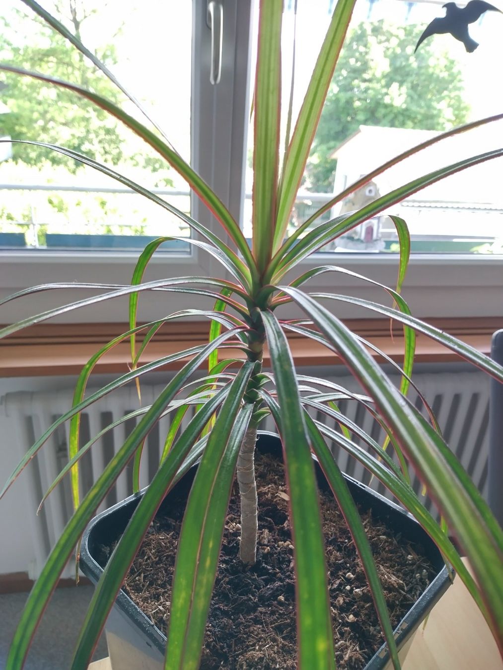 Pflanzen & Samen: Dracaena marginata, Drachenbaum - Zimmerpflanze – Neu (gemäss Beschreibung) aus Jona von Argus36 2