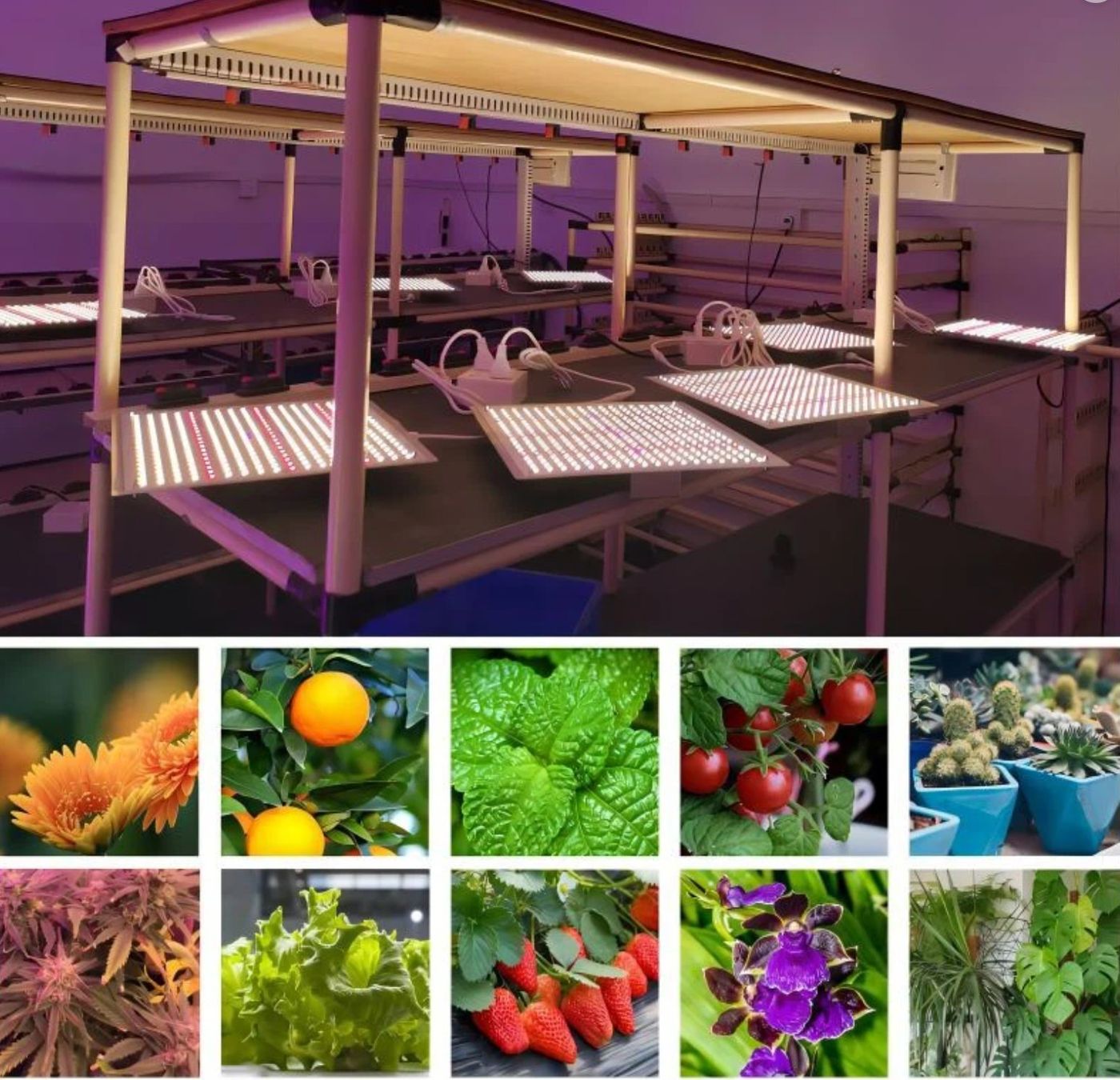 Lampade: Peralux QDB-JT200 Quantum Board LED Grow Light Panel 200Watt – Nuovo e nell'imballaggio originale da Rietheim venduto da PeraLux 5