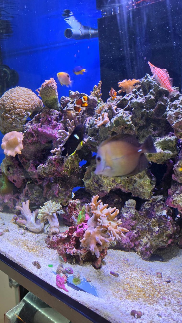Aquarium: Theiling Experience Meerwasseraquarium 430 l – Gebraucht aus Wetzikon ZH von VipFashion 1
