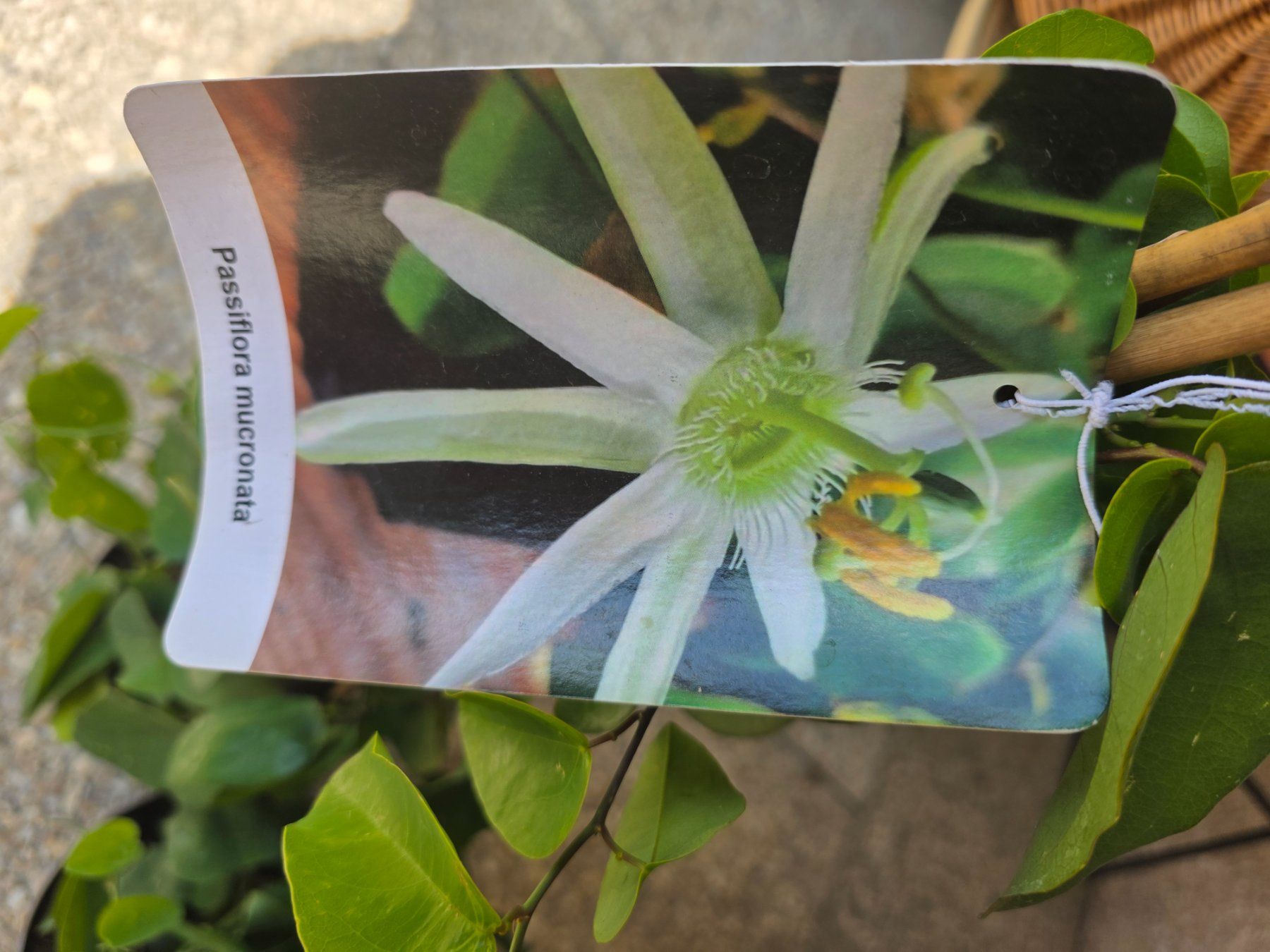 Piante & sementi: 2 Stk - Kletterpflanze Passiflora mucronata. – Usato da Niederscherli venduto da Pemela 2