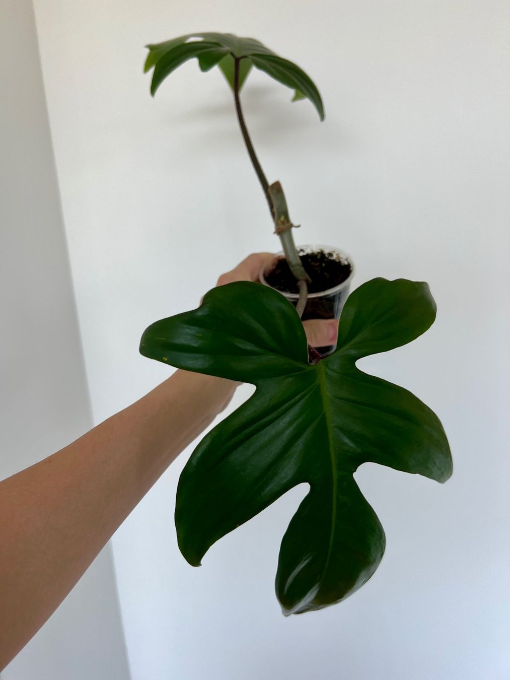 Philodendron Florida Stammsteckling (bewurzelt+Neuaustrieb) (Gebraucht) in  Glattpark(Opfikon) fr CHF 12  nur Abholung auf Ricardo kaufen