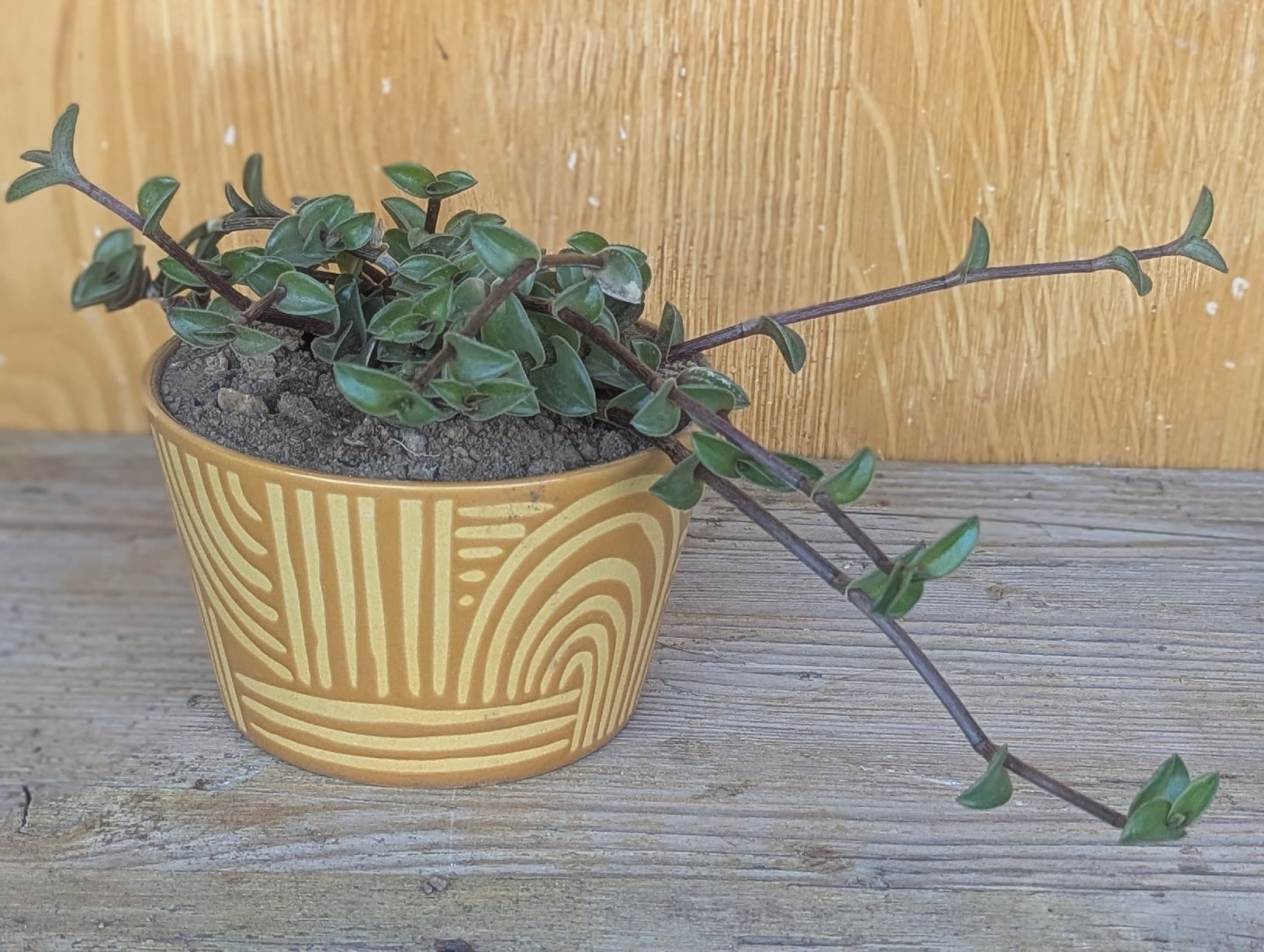Piante & sementi: Tradescantia navicularis  – Usato da Comano venduto da che_8lc2