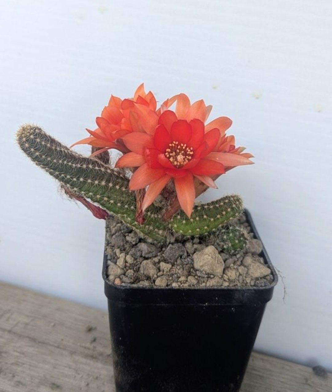Piante & sementi: Chamaecereus silvestrii – Usato da Comano venduto da che_8lc2