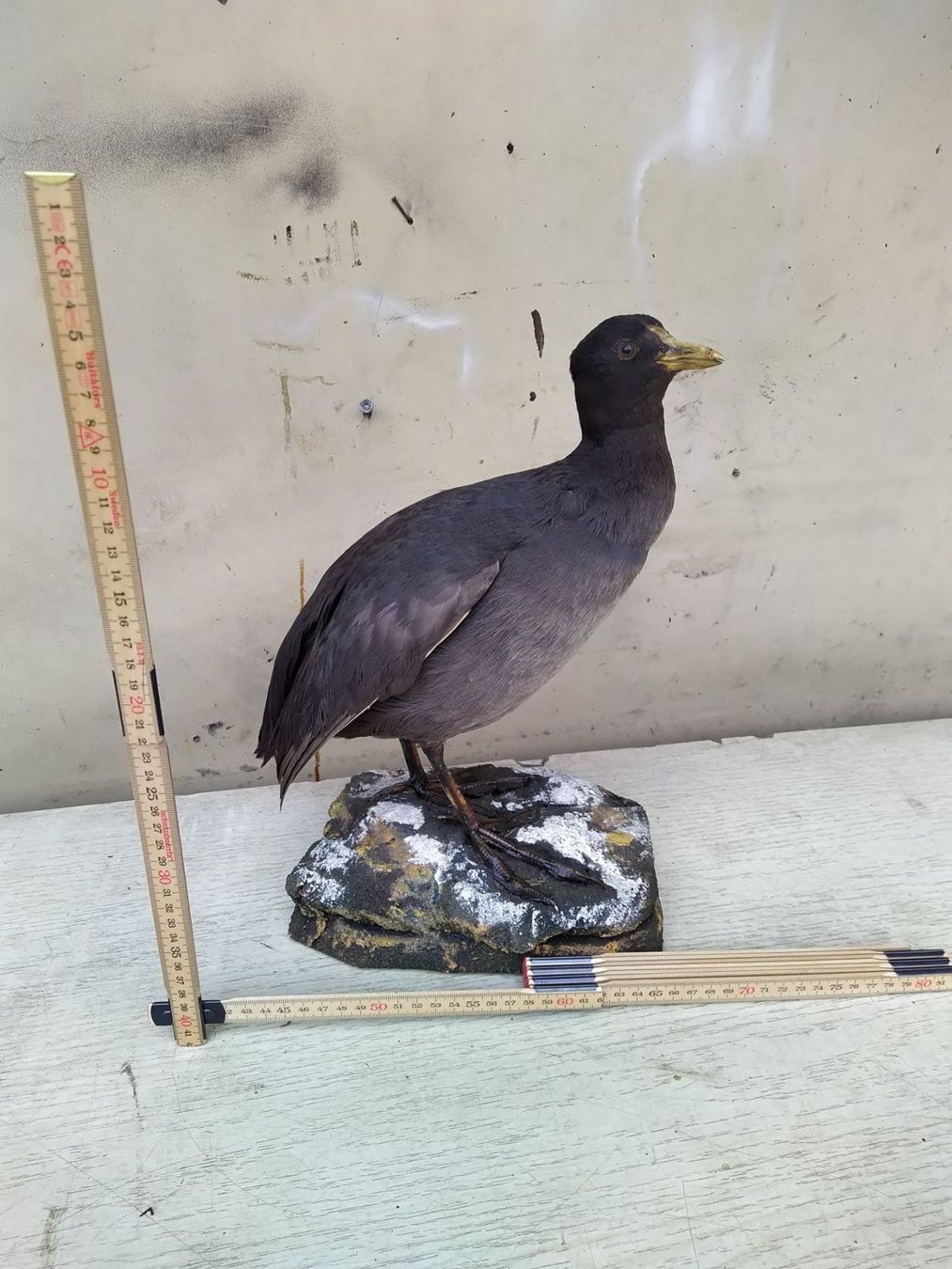 Il mondo degli animali: Blesshuhn präpariert – Usato da Wettingen venduto da Bwalti