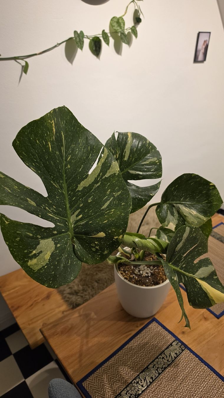 Piante & sementi: Monstera Thai  – Nuovo (secondo la descrizione) da Hausen am Albis venduto da M.Kurz 2