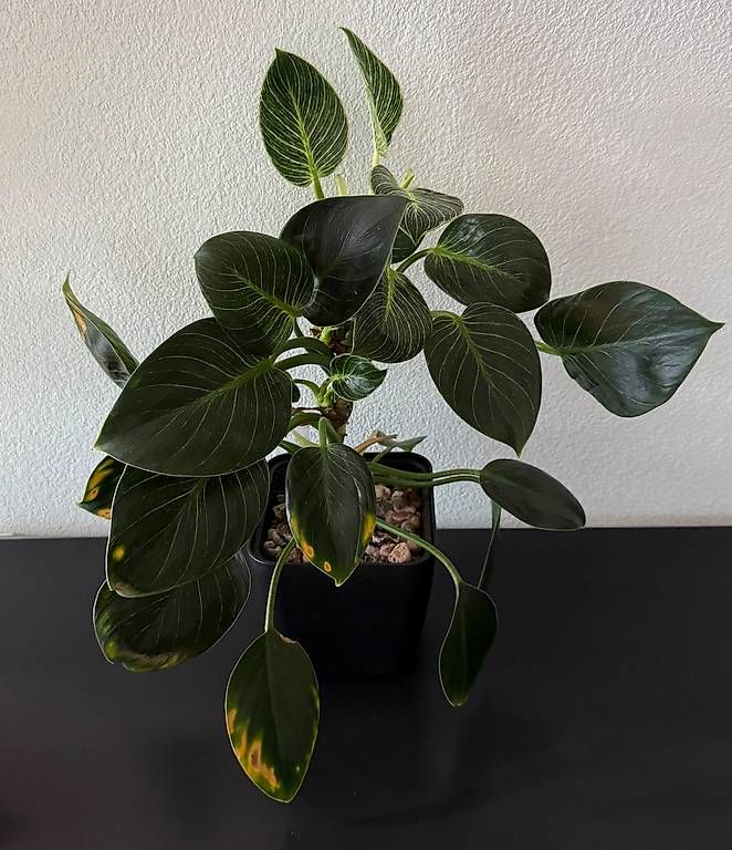 Piante & sementi: Philodendron Birkin White Wave, Selbstbewässerer, 50cm – Usato da Aadorf venduto da Arkabraa 2