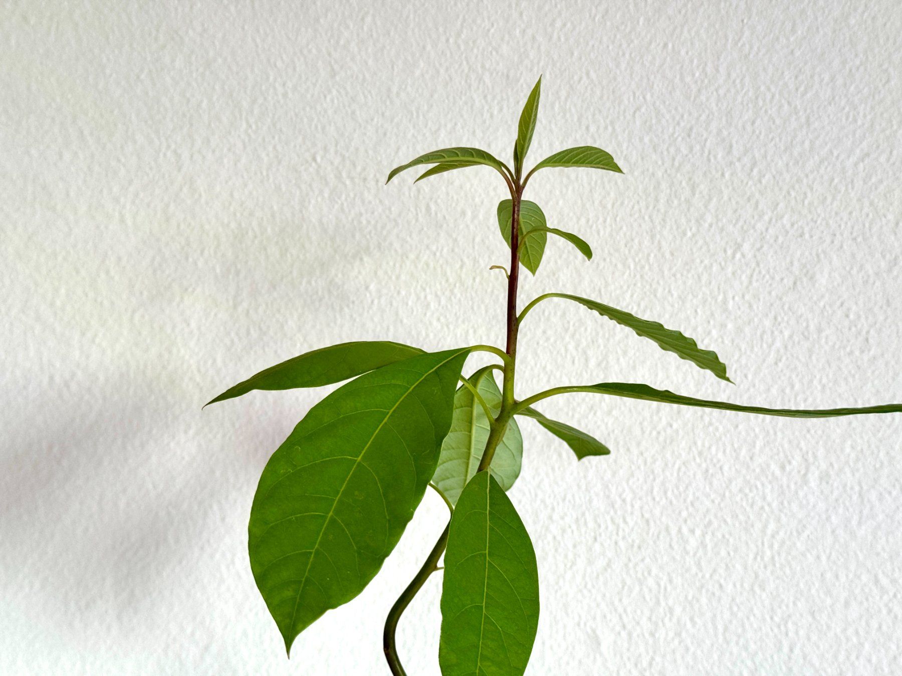 Piante & sementi: Avocado Baum (jungpflanze) – Usato da Schlieren venduto da Edgar_k 6