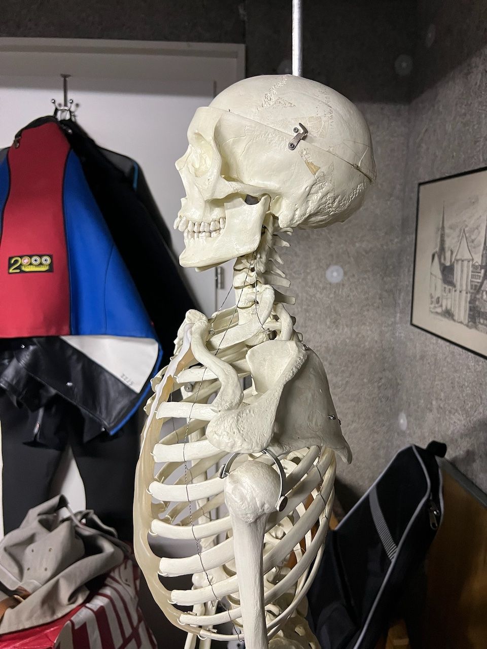Medizinische Geräte: Skelett – Gebraucht aus Bern von bie_69jd 1