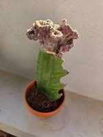 Kaktus Euphorbia lactea Cristata (panaschiert)