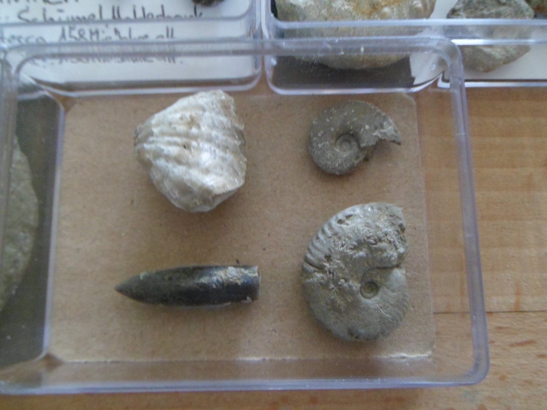 Fossiles: Fossilien Sammlung in 8 Böxli Schweiz – D'occasion à Affoltern am Albis par Fossil60 8