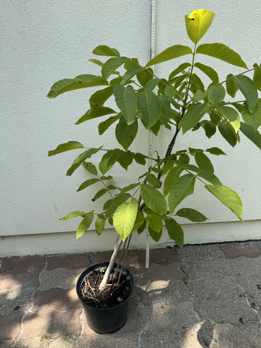 Plantes & graines: Nussbäumchen 4 jaehrig – D'occasion à Basel par sch_9g6x