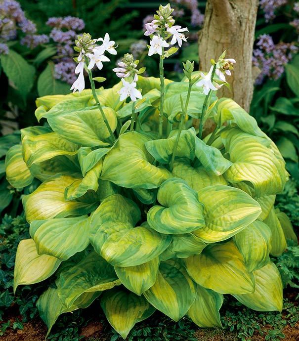 Piante & sementi: Hosta Guacamole 1 PLANT – Nuovo (secondo la descrizione) da Bremblens venduto da FIBONACCI369