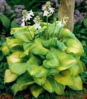 Hosta Guacamole 1 PLANT