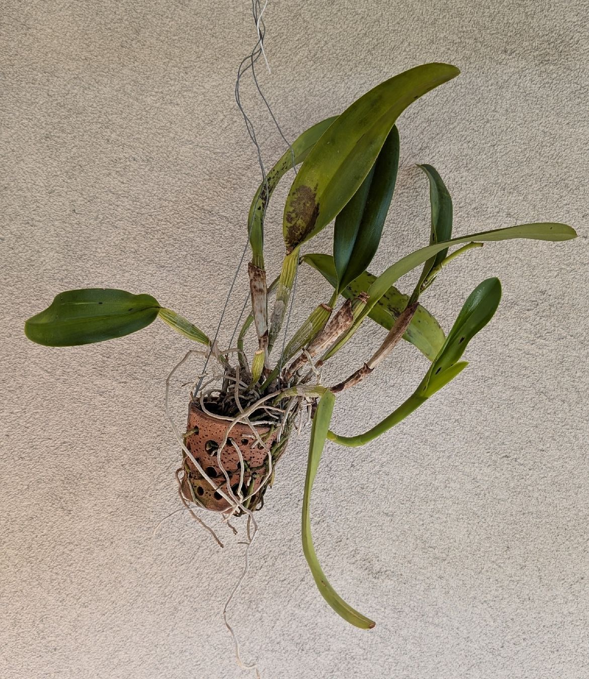 Piante & sementi: Cattleya Amazing Thailand Orchidee – Usato da Untervaz venduto da Lyraia