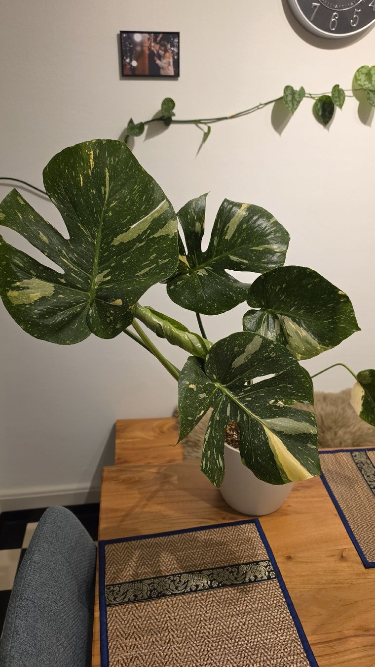 Piante & sementi: Monstera Thai  – Nuovo (secondo la descrizione) da Hausen am Albis venduto da M.Kurz