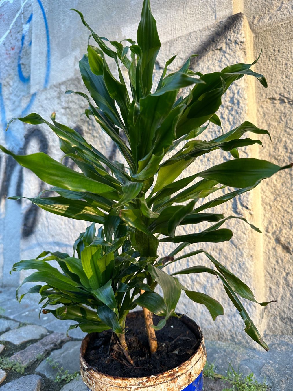Plantes & graines: Fragrant dracaena Pflanze – D'occasion à Zürich par atlantis77 6