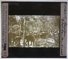 Glasdia Ceylon / Sri Lanka Elefanten Kraal, ca. 1910