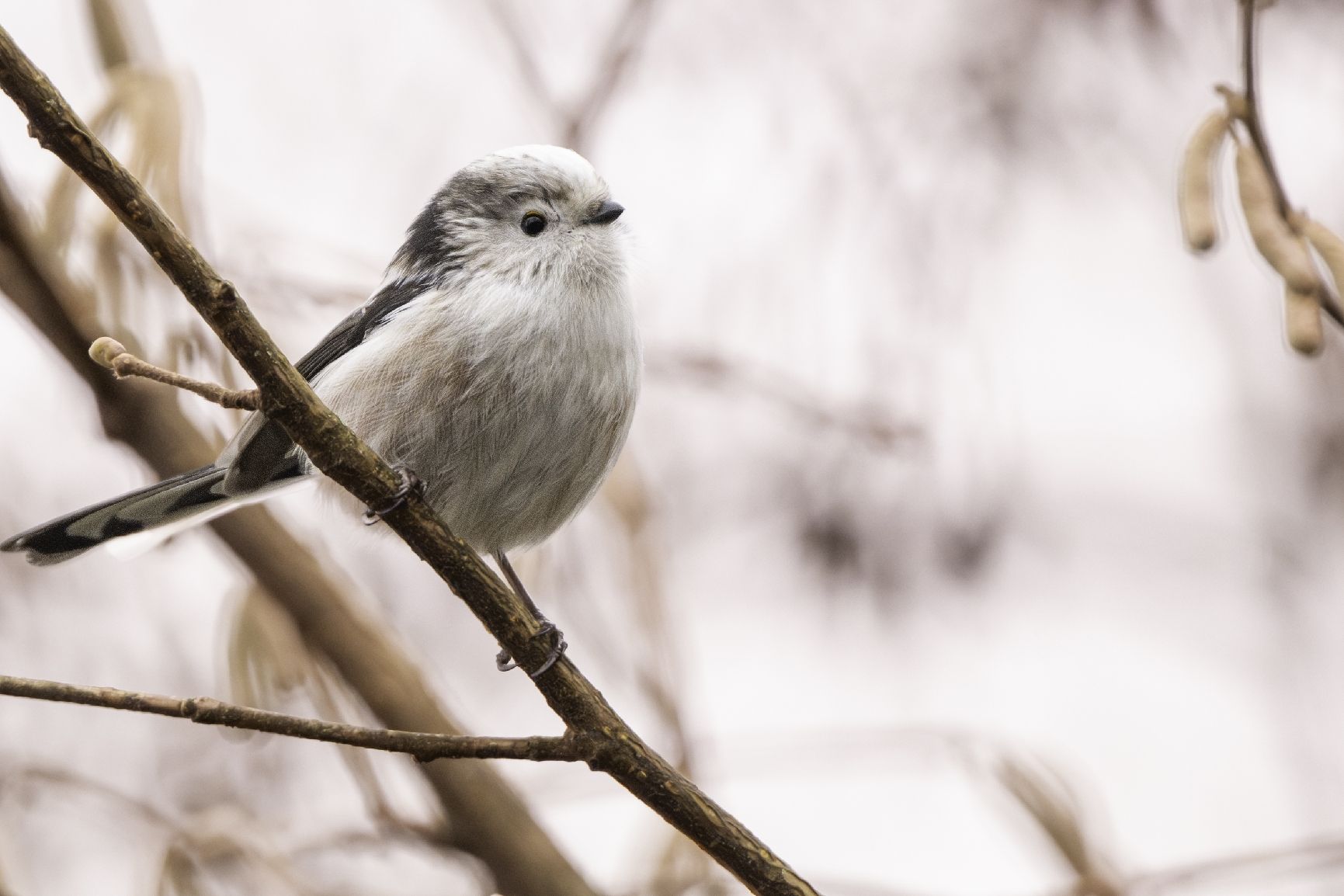Nikon Obiettivi: Nikkor Z800mm S F6.3 – Usato da Martigny venduto da nicolagreco96 4