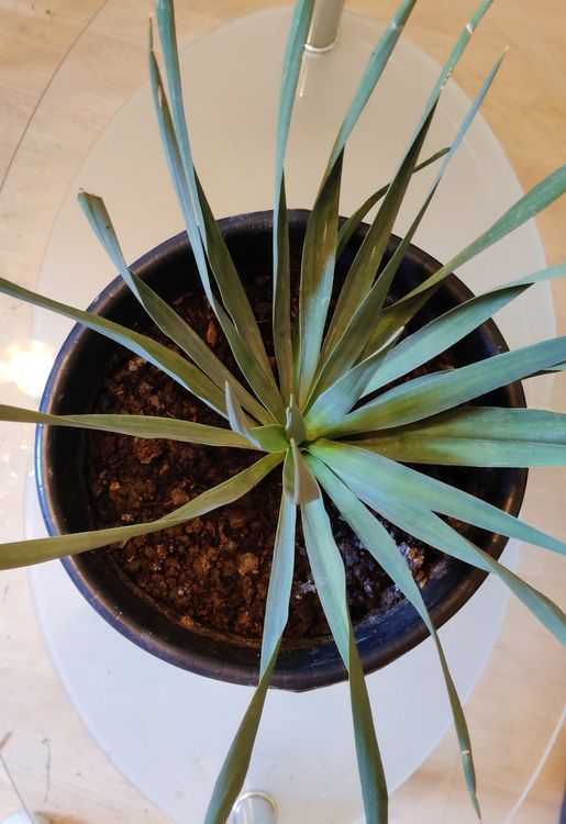 Blaue Yucca Palme Palmlilie Pflanze Balkon Terrasse Zimmer Acheter