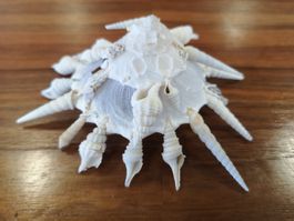 Muschel fängt andere Muscheln seltene Wesen Cebu Shells 13cm